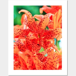 Display of Speckled Orange Tiger Lilies Posters and Art